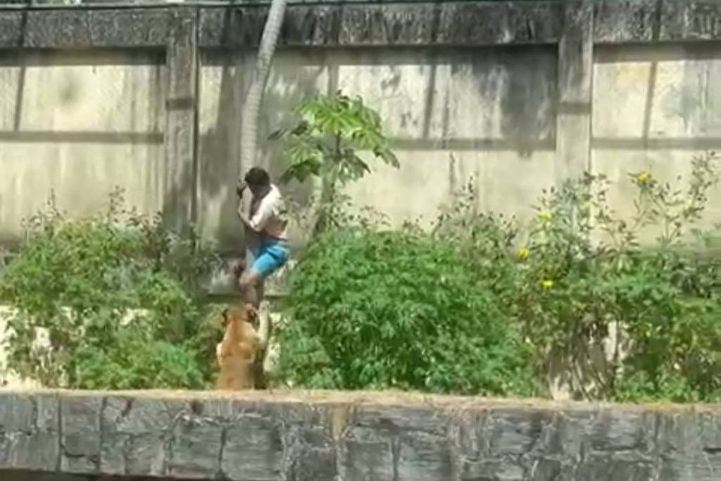 Jovem Com Esquizofrenia Morre Após Invadir Jaula De Leoa Em Zoológico De João Pessoa