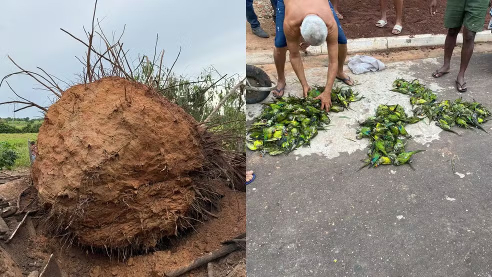 Tempestade causa queda de árvore e morte de 350 periquitos no interior do Maranhão; especialistas explicam tragédia