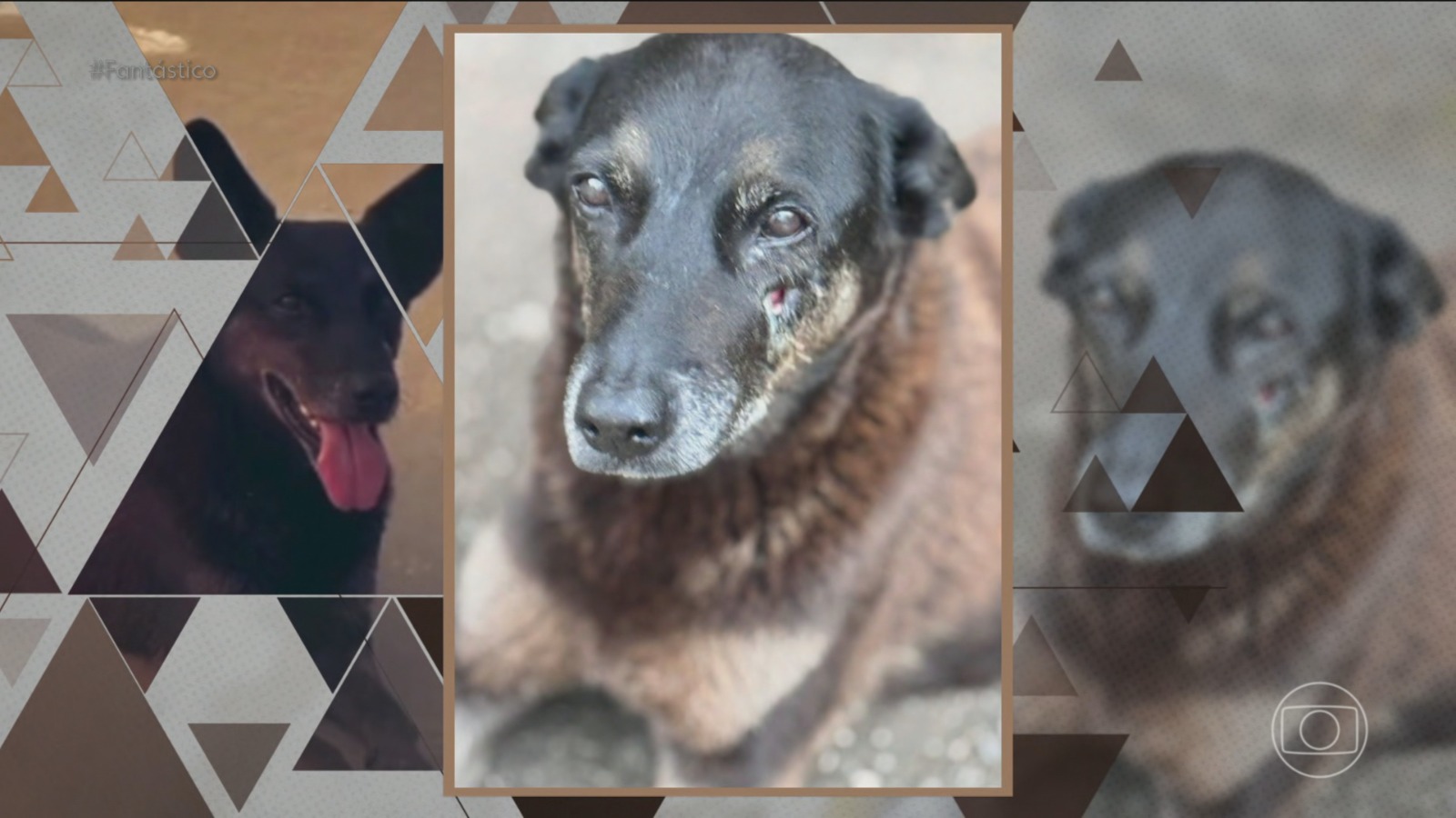 Caso Orelha: Porteiro nega ter presenciado agressões em novo depoimento à Polícia Civil