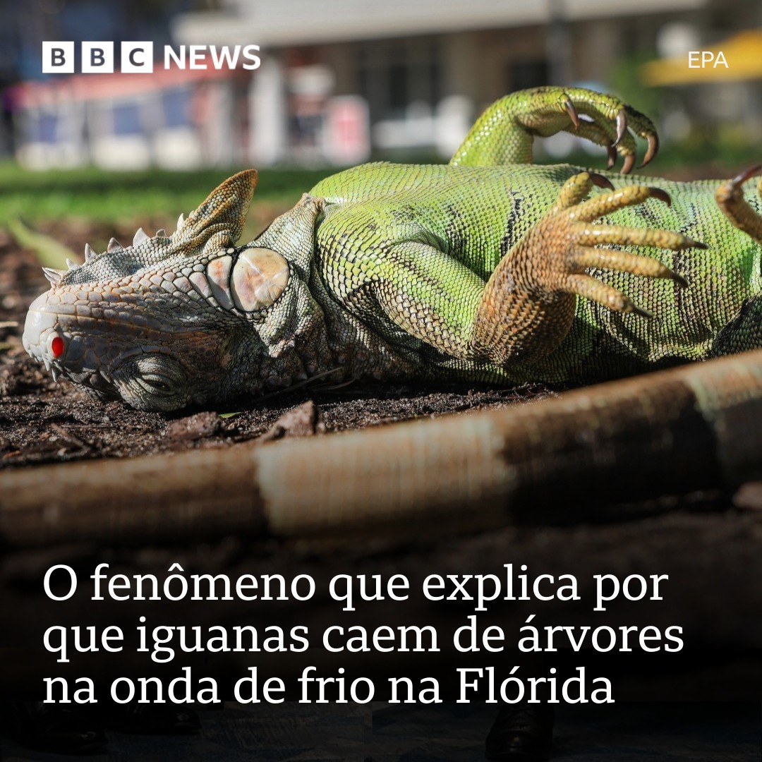 Flórida emite alerta para “chuva de iguanas” após temperaturas baterem recordes de frio em 2026