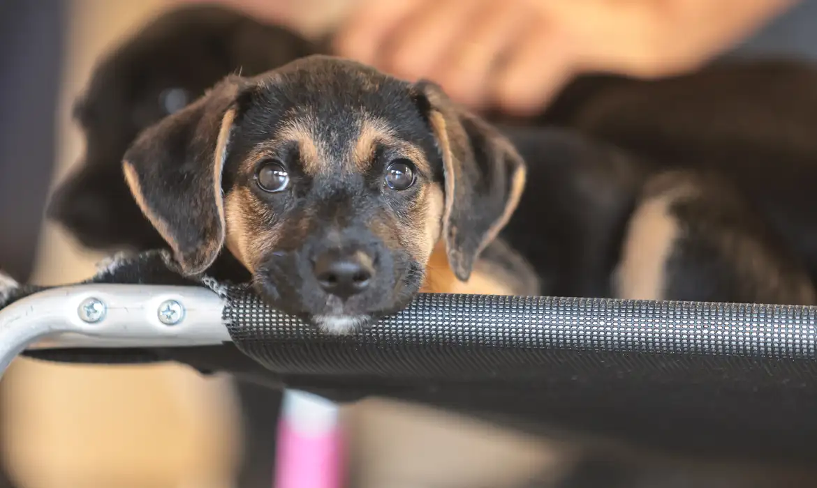 Educação animal une famílias, escolas e legislativo para formar gerações mais empáticas