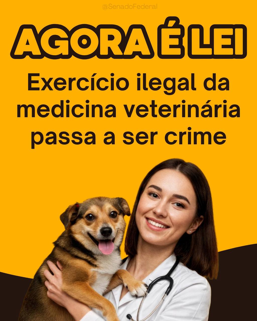 Nova lei sancionada criminaliza exercicio ilegal da medicina veterinaria no Brasil com pena de ate dois anos de prisao